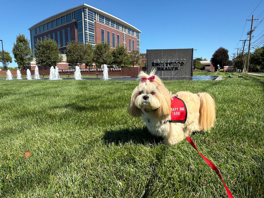 Therapy dog Tashi in front of Englewood Hospital