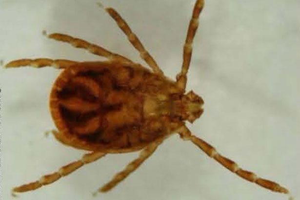 East Asian Tick Found in Second Location in NJ – Cause for Concern?