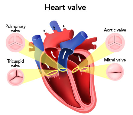 Heart valve diagram