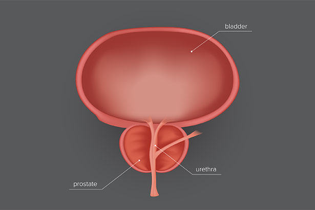 Bladder, urethra, prostate diagram